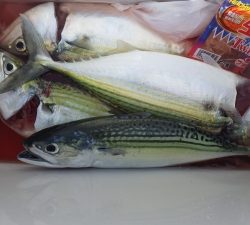 本部釣りイカダ 釣果