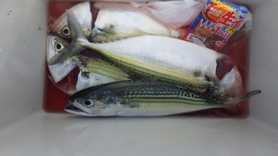 本部釣りイカダ 釣果