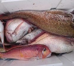 海龍丸(福岡) 釣果