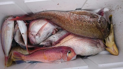 海龍丸(福岡) 釣果