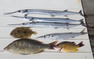 本部釣りイカダ 釣果