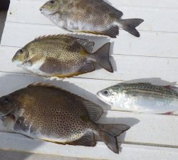 本部釣りイカダ 釣果