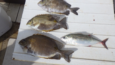 本部釣りイカダ 釣果