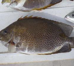 本部釣りイカダ 釣果