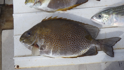 本部釣りイカダ 釣果