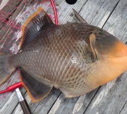 本部釣りイカダ 釣果