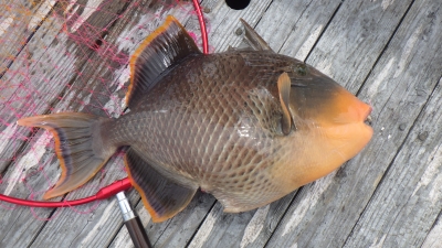 本部釣りイカダ 釣果
