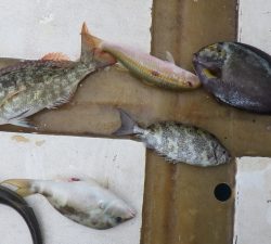 本部釣りイカダ 釣果