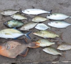 本部釣りイカダ 釣果