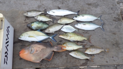 本部釣りイカダ 釣果