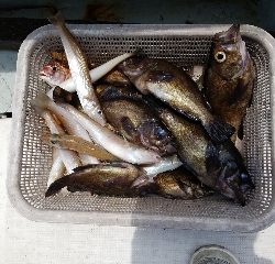 内浜丸 釣果