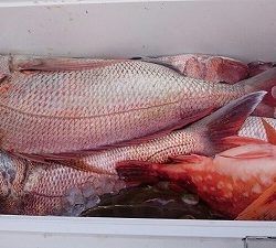 海龍丸(福岡) 釣果