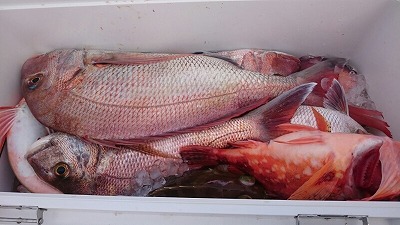 海龍丸(福岡) 釣果