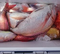 海龍丸(福岡) 釣果