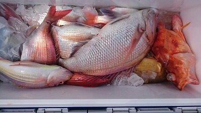 海龍丸(福岡) 釣果