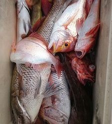 海龍丸(福岡) 釣果