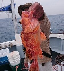 海龍丸(福岡) 釣果