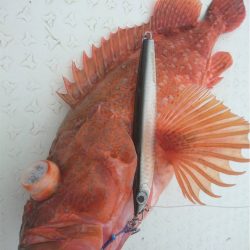 マタウマリンサービス 釣果