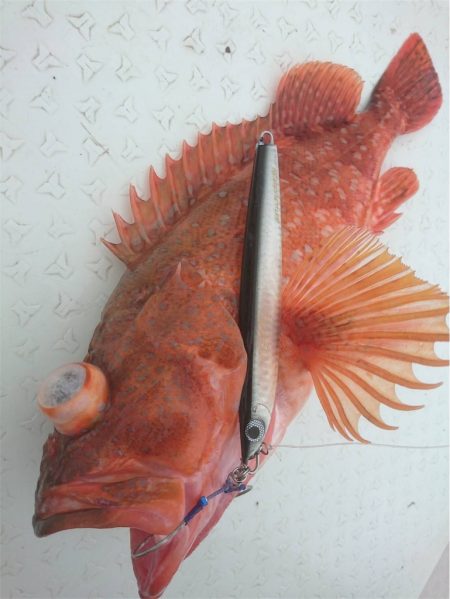 マタウマリンサービス 釣果