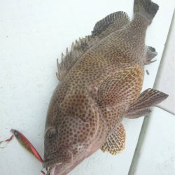 マタウマリンサービス 釣果