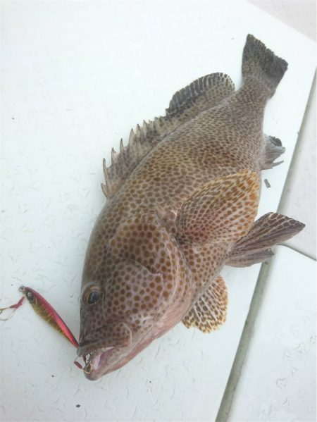 マタウマリンサービス 釣果