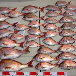 来温丸(らいおんまる) 釣果