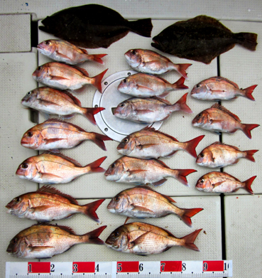 来温丸（らいおんまる） 釣果