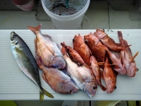 おおせき丸 釣果