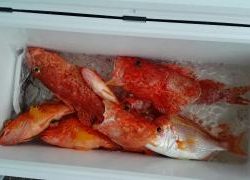 長栄丸(静岡) 釣果