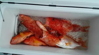 長栄丸(静岡) 釣果