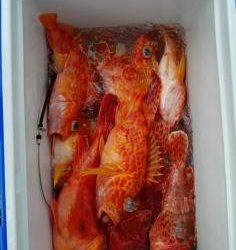 長栄丸(静岡) 釣果