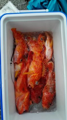 長栄丸(静岡) 釣果