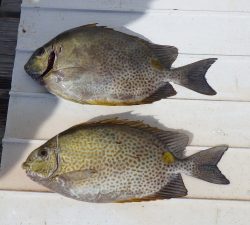 本部釣りイカダ 釣果