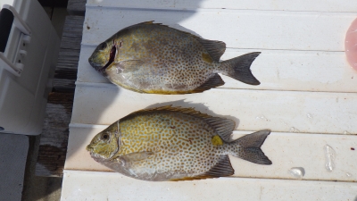 本部釣りイカダ 釣果