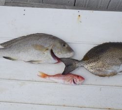 本部釣りイカダ 釣果