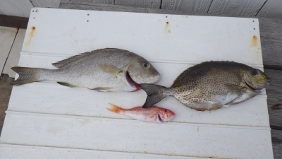 本部釣りイカダ 釣果