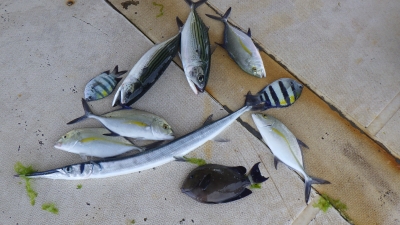 本部釣りイカダ 釣果