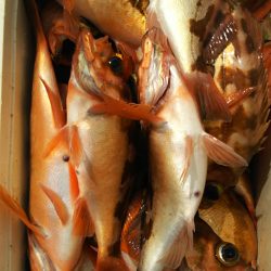 モンロー号 釣果