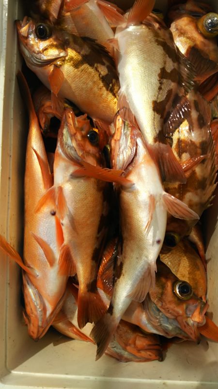 モンロー号 釣果