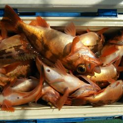 モンロー号 釣果