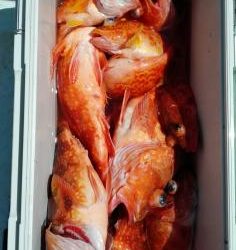 長栄丸(静岡) 釣果