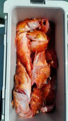 長栄丸(静岡) 釣果