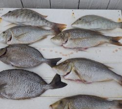 本部釣りイカダ 釣果