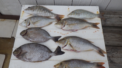 本部釣りイカダ 釣果