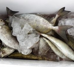 本部釣りイカダ 釣果