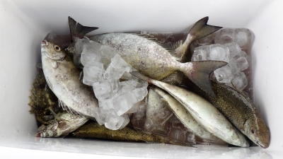 本部釣りイカダ 釣果