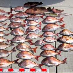 来温丸（らいおんまる） 釣果