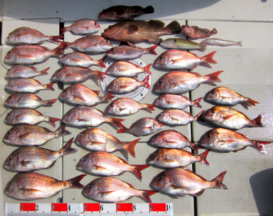 来温丸（らいおんまる） 釣果