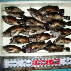 朝日丸 釣果