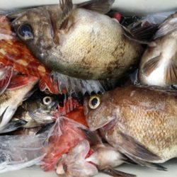 オーフリー 釣果